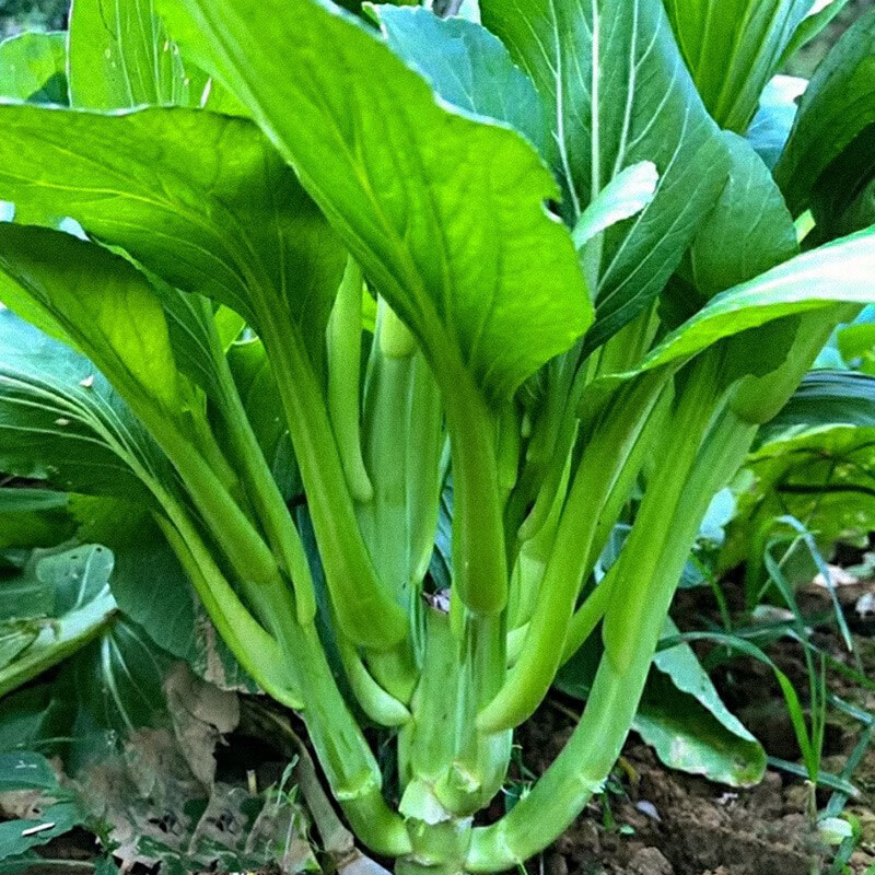大禹 增城迟菜心种子广东宁夏甜菜苔 增城一号甜菜心王 10g/袋x3袋(高