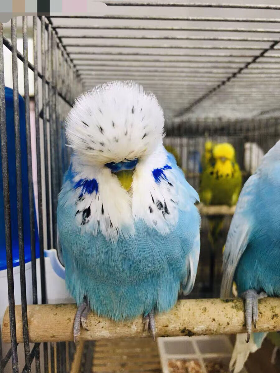 工匠头大头虎皮鹦鹉活体鸟说话鸟观赏宠物鸟雏鸟可下蛋繁殖娇凤玄凤