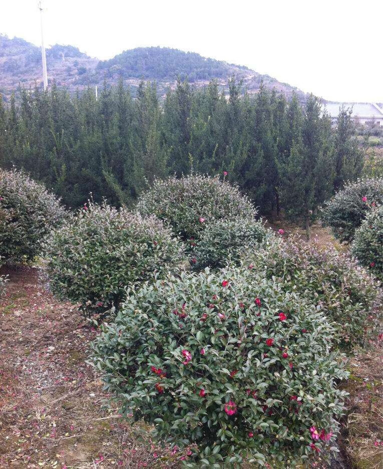 茶梅球庭院別墅綠化苗四季常青植物花卉茶梅花盆景茶梅樹茶花盆栽茶梅