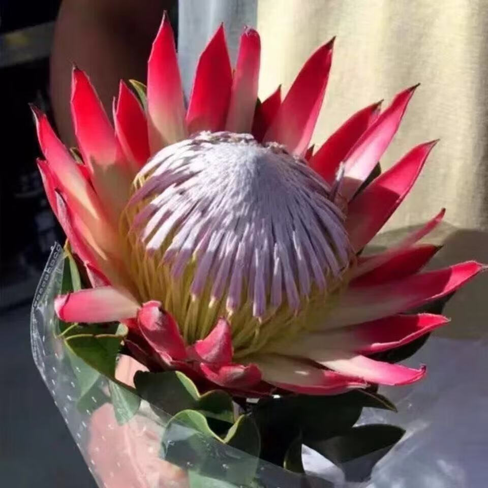 高端进口花公主花鲜花花束婚庆用花家庭办公室商务水养插画小公主红色