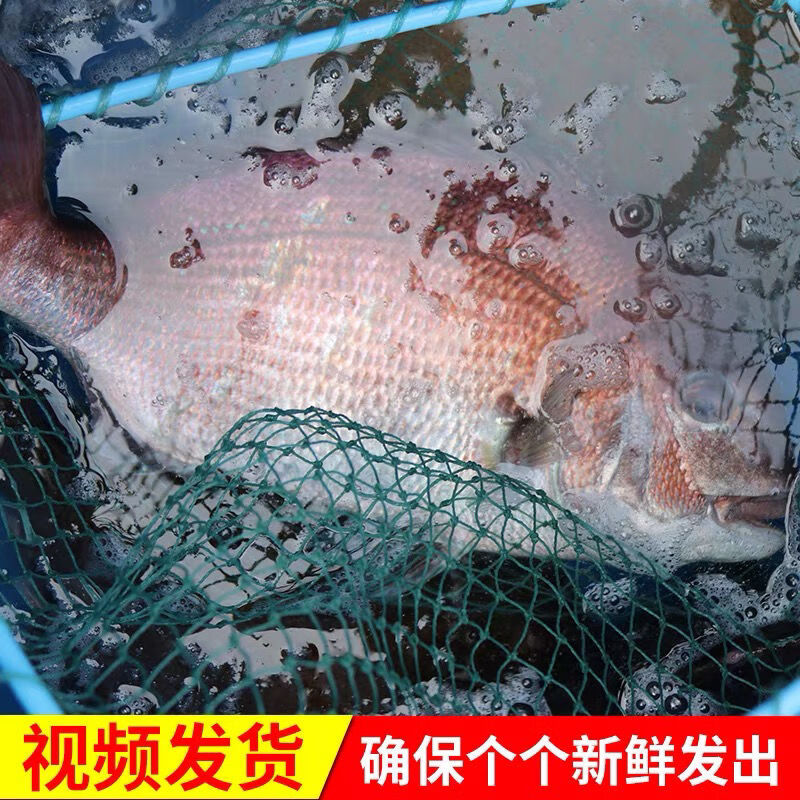 鱼新鲜冷冻赤棕鱼冰鲜红立鱼真鲷鱼海鱼类海鲜铜盆鱼每条8两12斤一斤