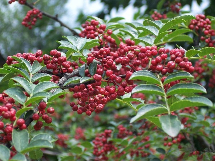 花椒树(花椒树几年才能结花椒)