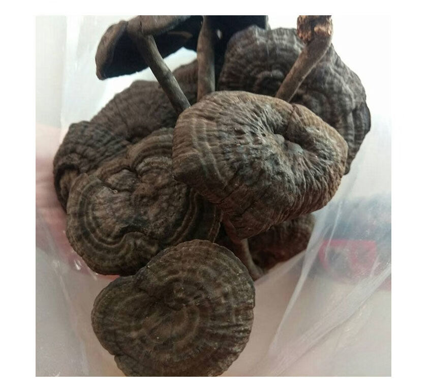 皱盖灵芝 黑芝 玄芝黑肉假芝假芝皱盖假芝香血灵芝 假芝血灵芝250克【