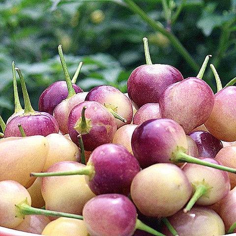 新鲜广西小圆辣椒现摘五彩椒泡椒小灯笼椒小米椒七彩辣椒腌制批发 新