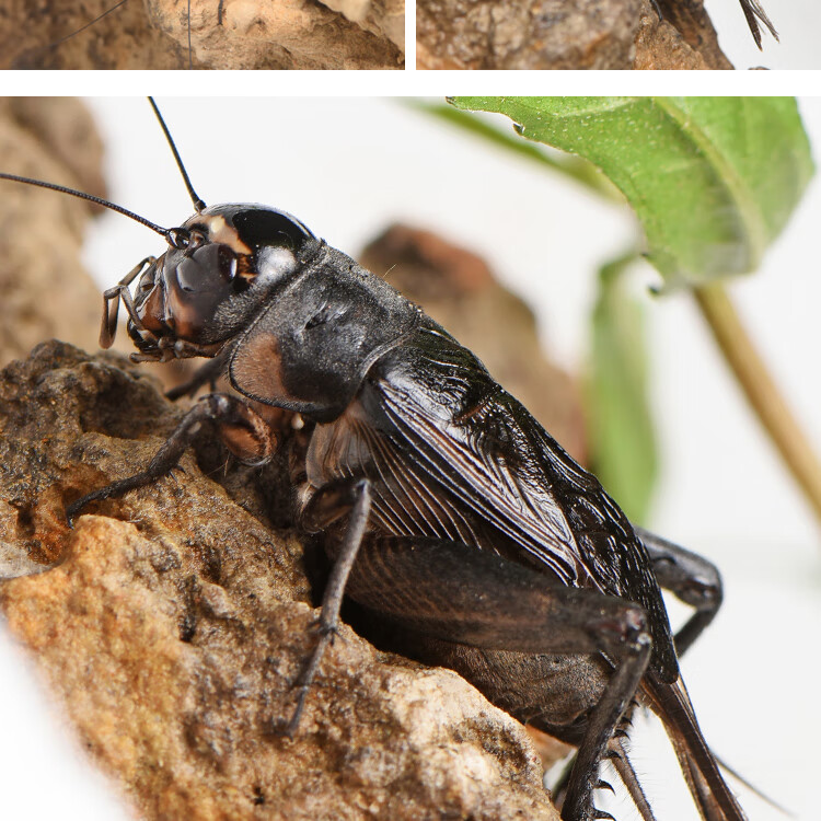蟋蟀活物蟋蟀用具油葫芦鸣虫蛐蛐饲料斗蟋蟀活体叫罐斗虫黑虫/伟博 油