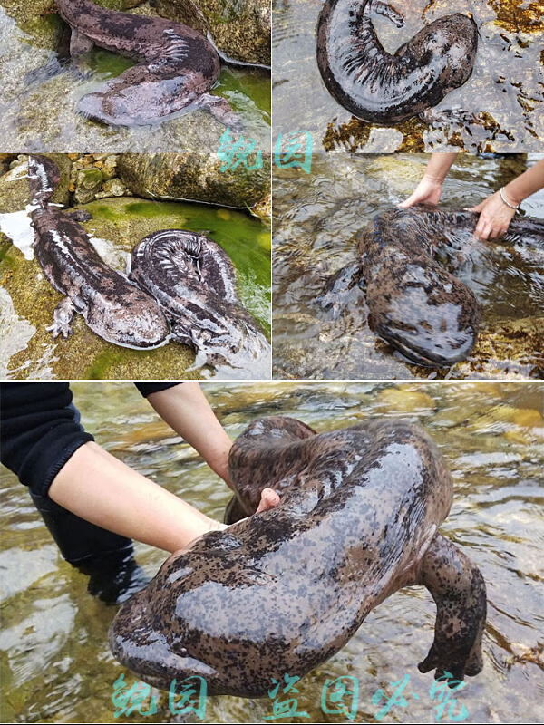 娃娃鱼鲜活食用观赏鱼苗水产海鲜营养滋补餐汤包活到家4斤一条