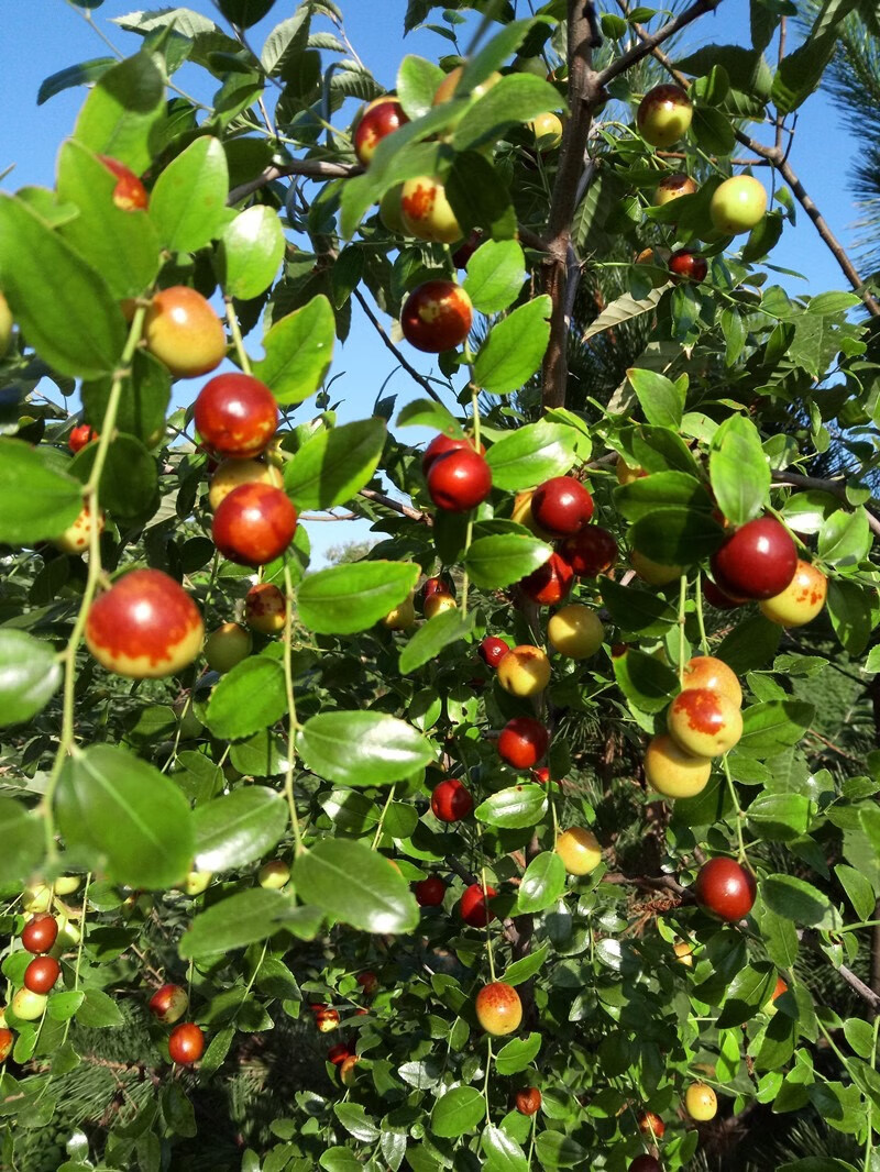 酸枣野新鲜酸山枣3斤童年大山现摘小枣子泡酒脆甜孕妇水果 2500g 新鲜