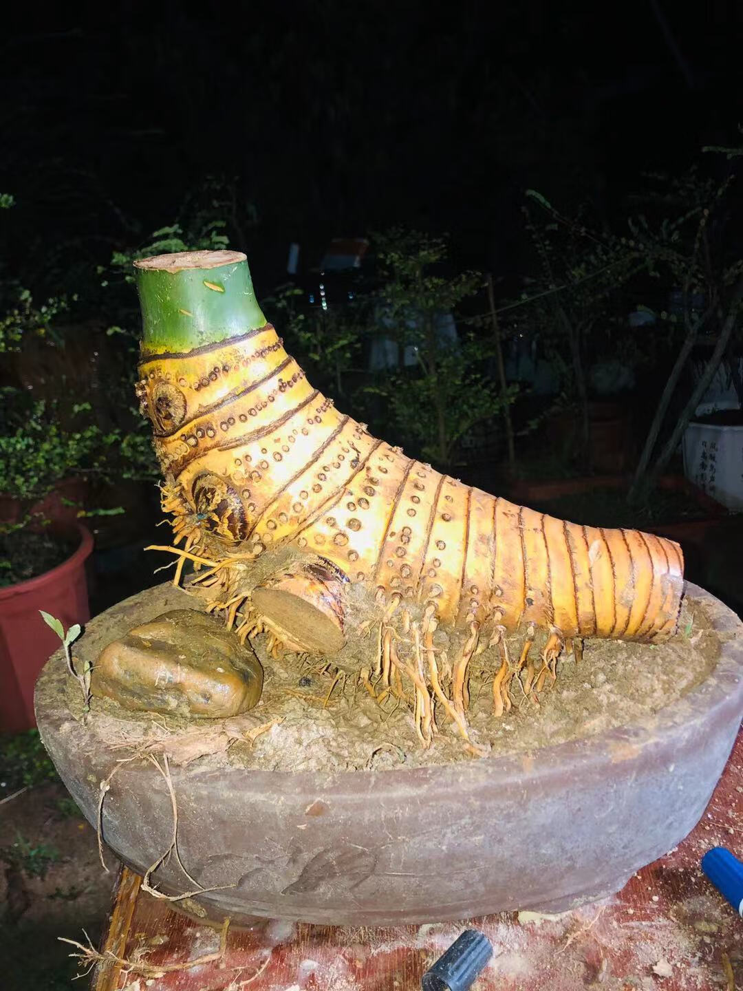 老桩根苗室内外勒竹子花园庭院绿植盆栽耐寒竹头精品10年大桩头不含盆