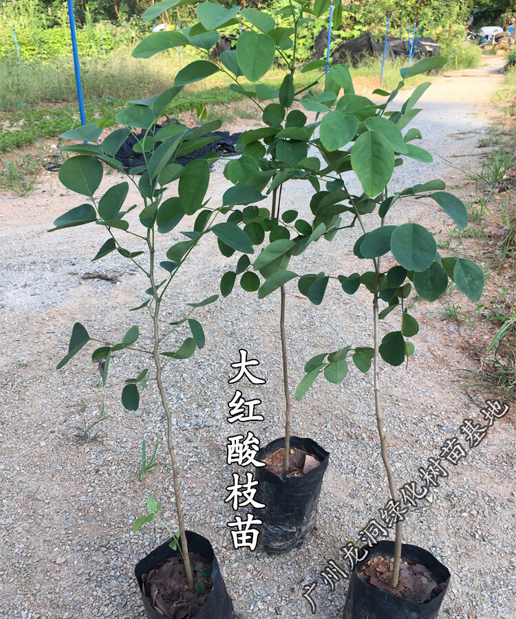 越南大红酸枝名贵红木树种酸枝珍稀树苗老挝庭院盆栽观赏大红酸枝3cm