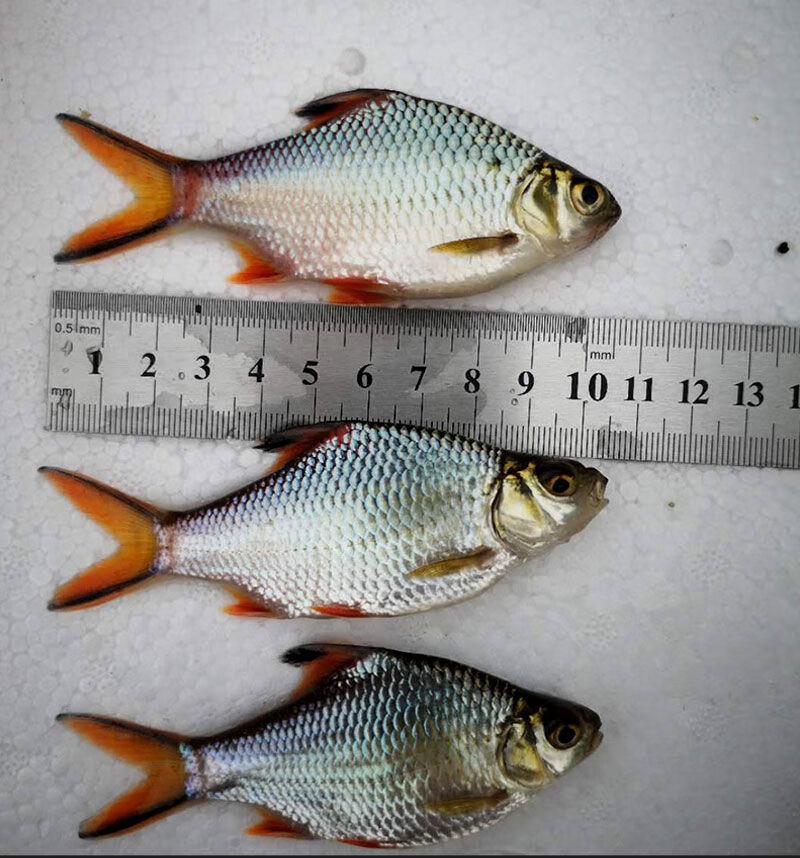 (工厂亏本冲销量)泰国鲫,金银双线鱼淡水宠物观赏热带活体好养.