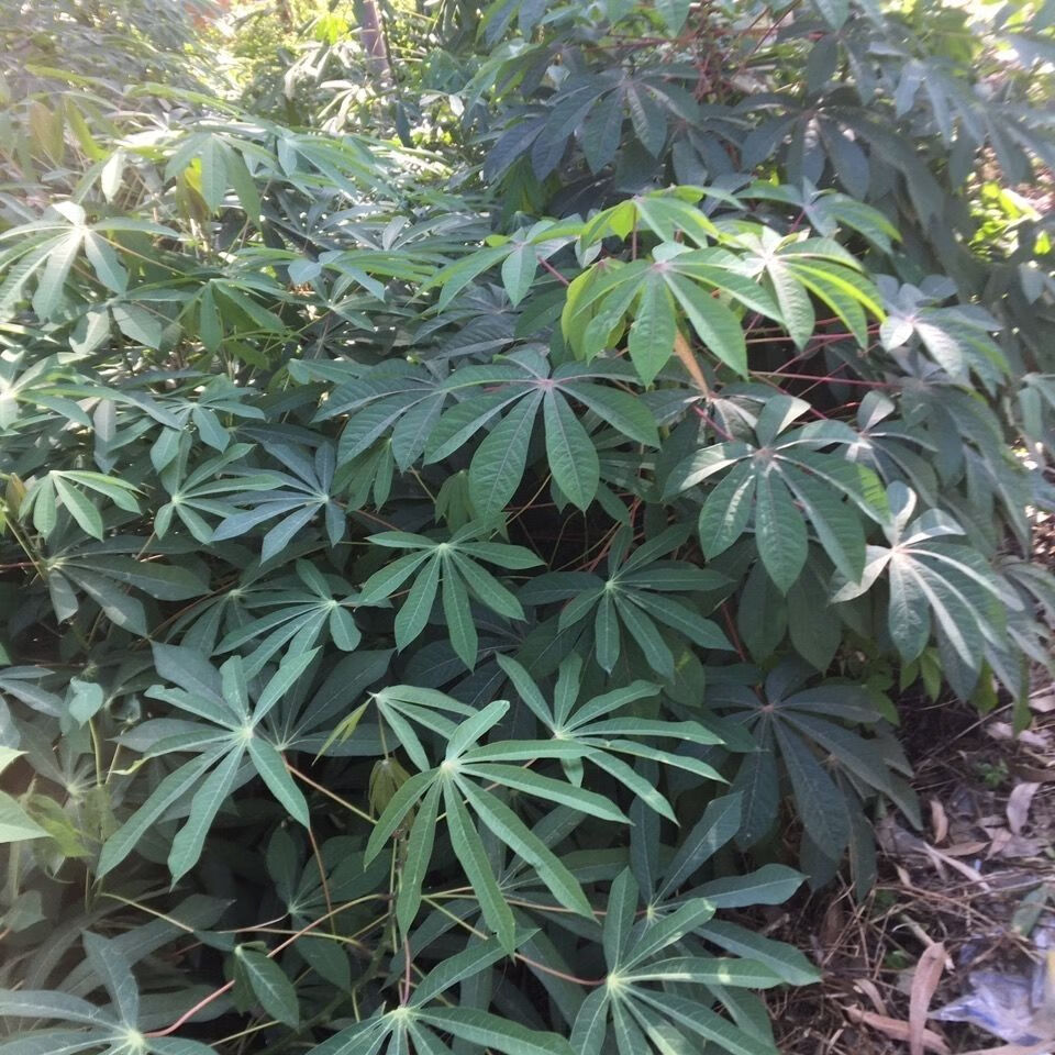 现采现发木薯叶 南洋薯叶 树薯叶 木番薯叶(新鲜) 1000g【图片 价格