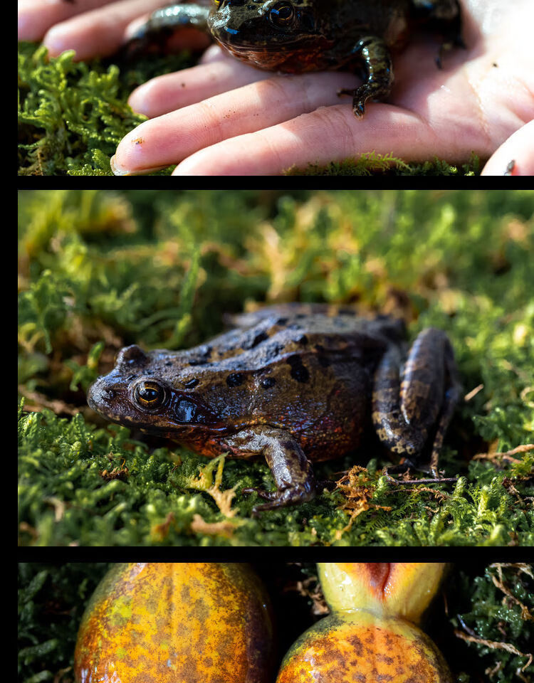 伟博东北林蛙活母豹子长白山蛤蟆新鲜林蛙母雪蛤鲜活顺丰一斤装910只