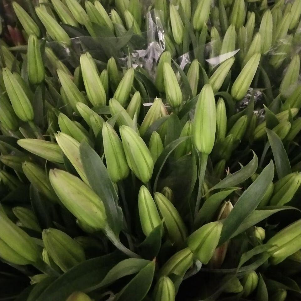 云南昆明基地直发真花水养鲜花花束香水百合批发玫瑰家用同城速递 白