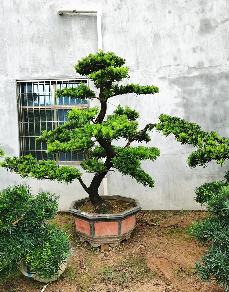 多瑙梦大型罗汉松园艺盆景树桩盆栽植物四季常青绿植庭院台湾金钻迎客