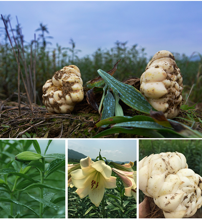 百合干花泡水江西龙牙百合干250g农家自产食用新鲜百合片特级无硫