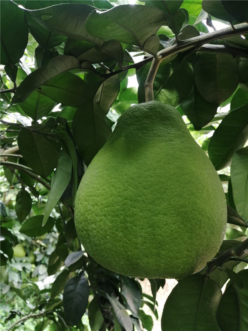 广东梅州红肉蜜柚三红柚红心柚沙田柚子金新鲜水果西客家特产 30斤