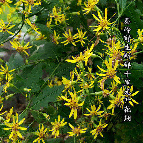 伟博千里光新鲜草药秦岭野生九里光黄花母全草干中草药 干野生千里光