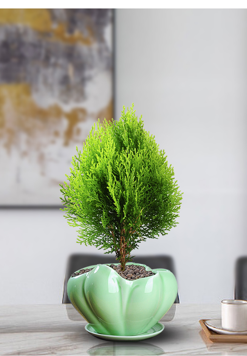 黄金柏盆栽室内去甲醛柏树盆景四季常青绿植办公桌面好养花卉绿植