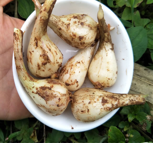 无叶荞头新鲜蕌头现挖农家茭头江西教头菜自种蔬菜小蒜凉拌下饭菜可种