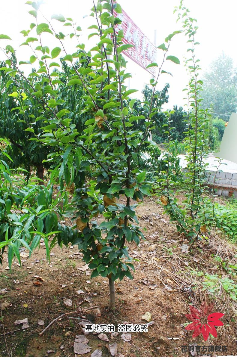 梨子苗嫁接梨树苗早酥红梨树苗红啤梨果树苗南方北方种植庭院盆栽地栽