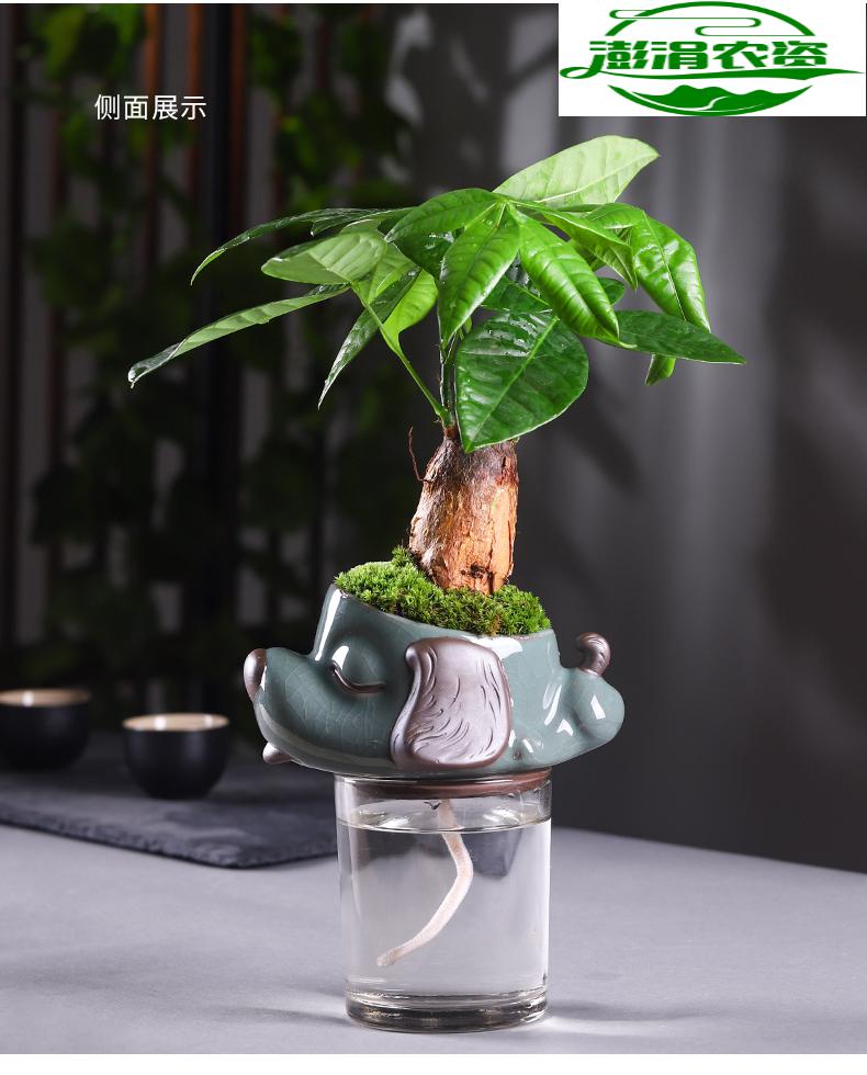 发财树文竹如意皇后水培绿植好养室内盆景桌面盆栽花卉鱼七秒柱杯哥窑