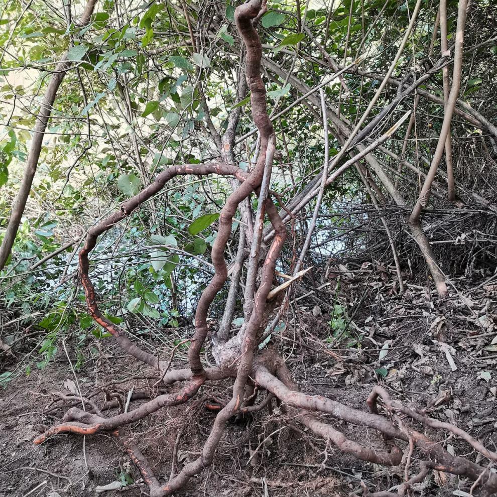 有仁堂北京野生猕猴桃根中药野生雄藤梨树根石苇刀口药杨桃根 纯根505