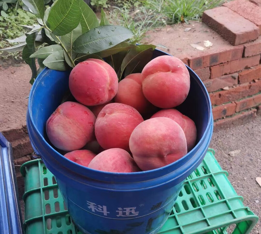 正宗北京新鲜绿化久水蜜桃九号离核毛桃精品孕妇水果礼盒 3500g 单果1