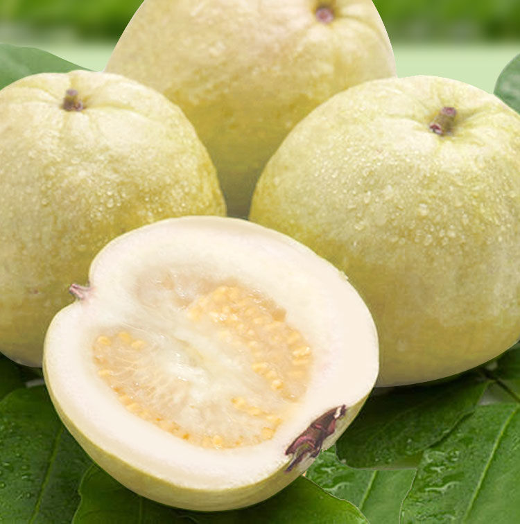 当季白心软芭乐新鲜水果软糯香甜红心软番石榴整箱鸡屎果5斤白心芭乐