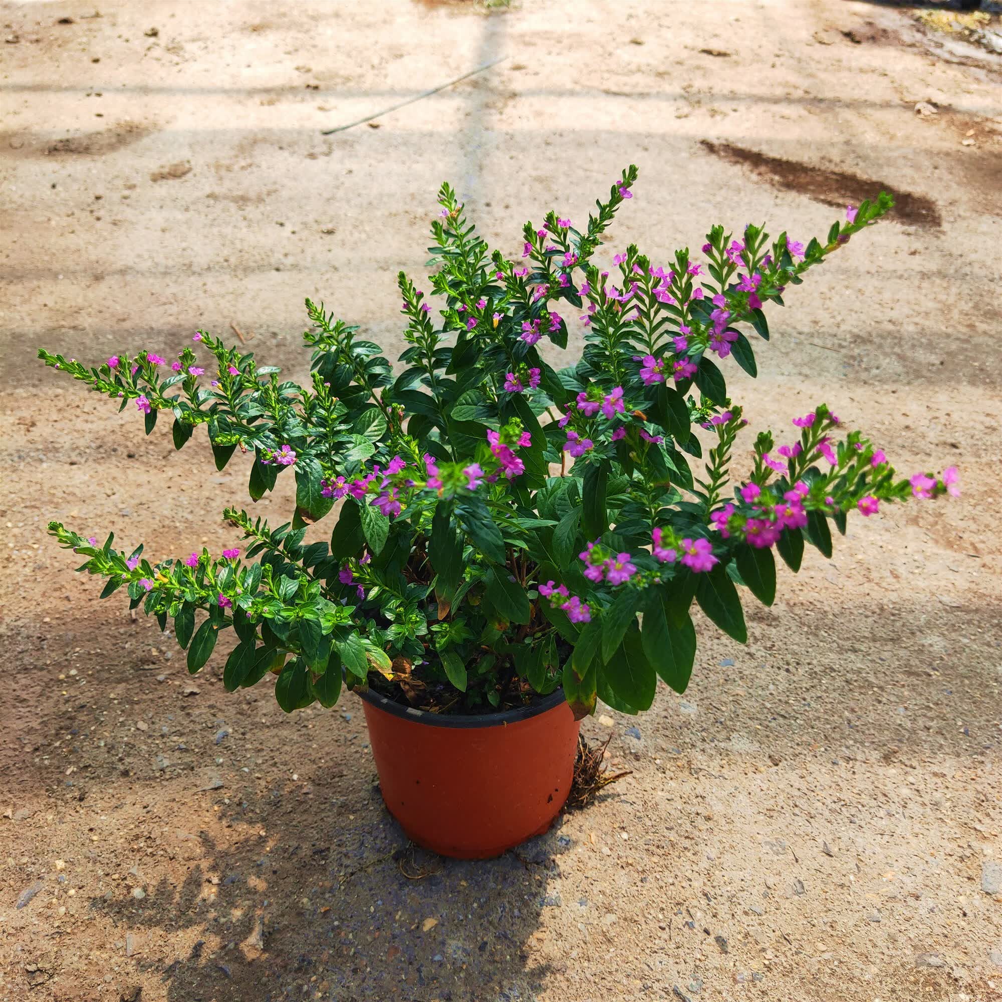 紫罗兰 满天星两盆优惠 不含盆【图片 价格 品牌 报价】-京东