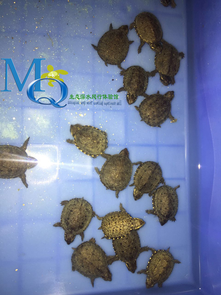 头盔蛋龟苗活体迷你宠物龟剃刀果核红面蛋小型观赏巨头深水龟23厘米