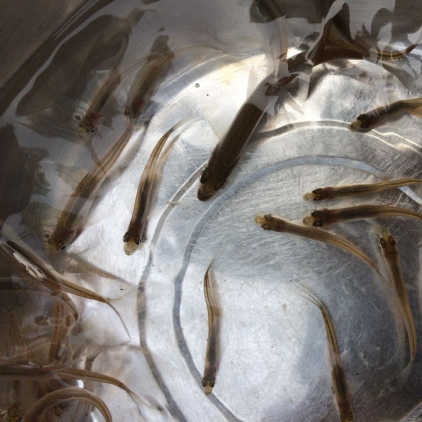 ajaj翹嘴魚苗白條魚苗兇猛苗翹鮊苗淡水好養殖食用大米翹殼稀有魚耐活