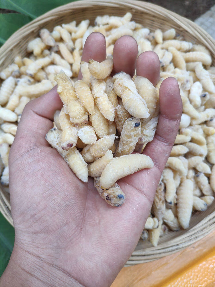 伟博特级速冻精选12级混合金环大虎头蜂蜂蛹大土蜂大地蜂大胡蜂蜂蛹