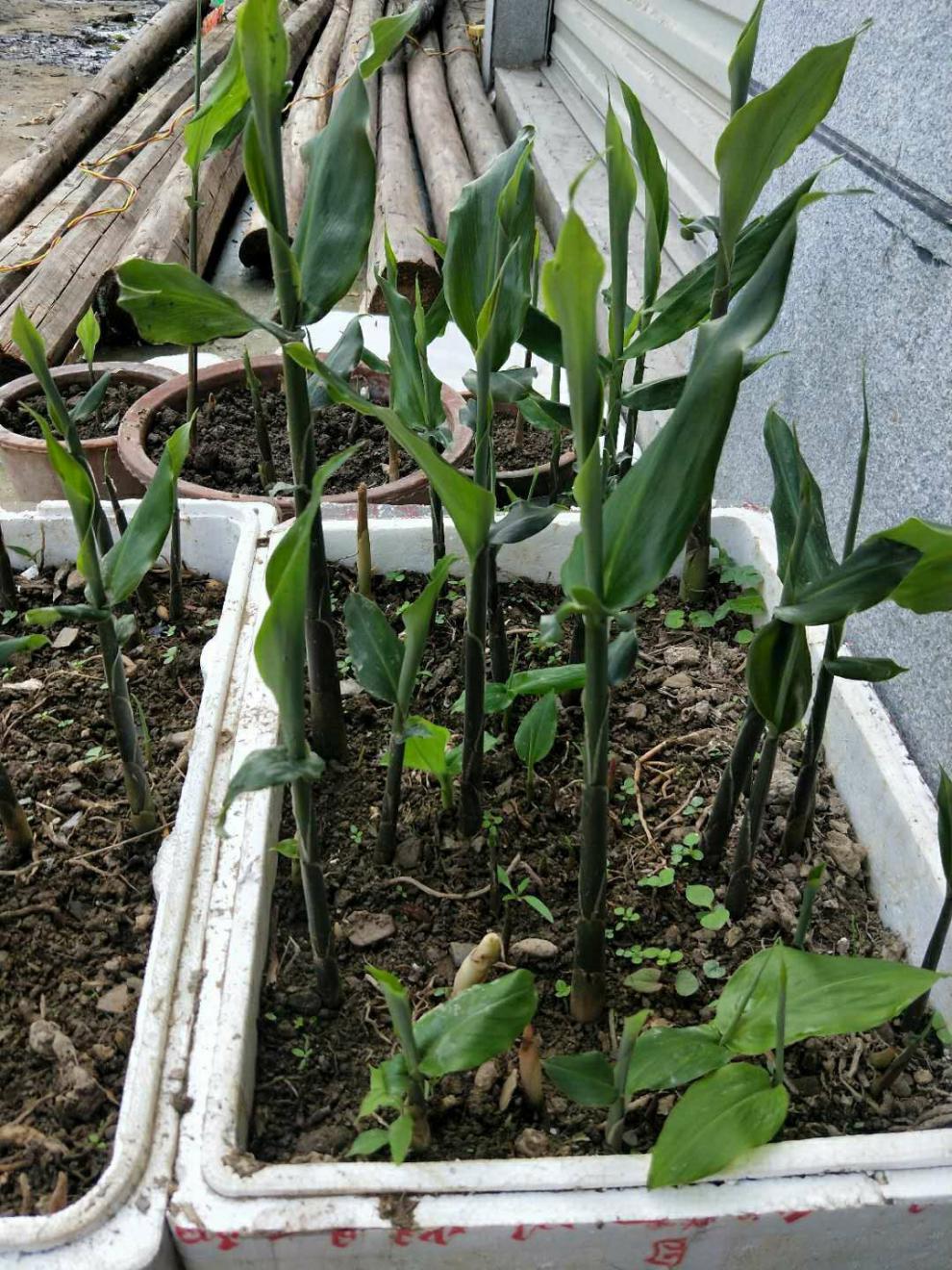 阳荷种 阳荷姜种苗 洋荷姜种根 阳藿茗荷 洋火姜新鲜种子 2斤种根1000