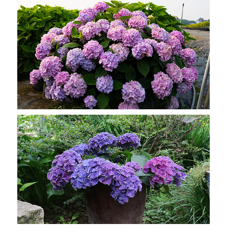 汉柠 无尽夏绣球花苗四季花卉绿植10年老桩盆栽大花绣球老根八仙花