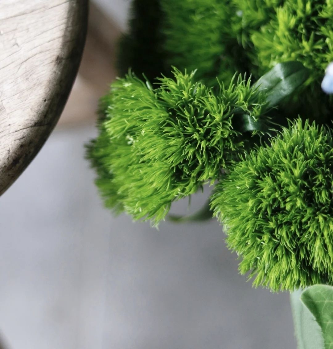 芊阙轻奢芊阙绿毛球绿石竹云南昆明基地直发家庭办公室易水养清新插花