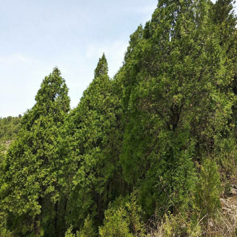 新鮮側柏樹果實側柏樹籽果殼葉子烏髮護髮枕頭鮮果柏子香偉博精剪鮮