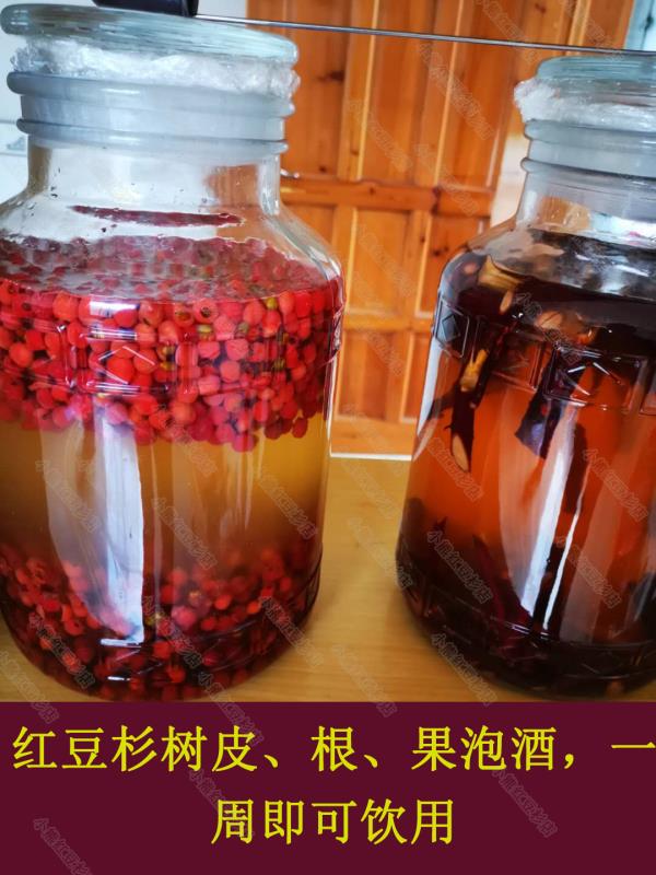 红豆杉果子泡酒的方法图片