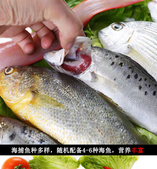 新鮮海雜魚8斤雜拌魚500g活魚速凍垮燉雜魚黃花魚海雜魚沒去髒500g包