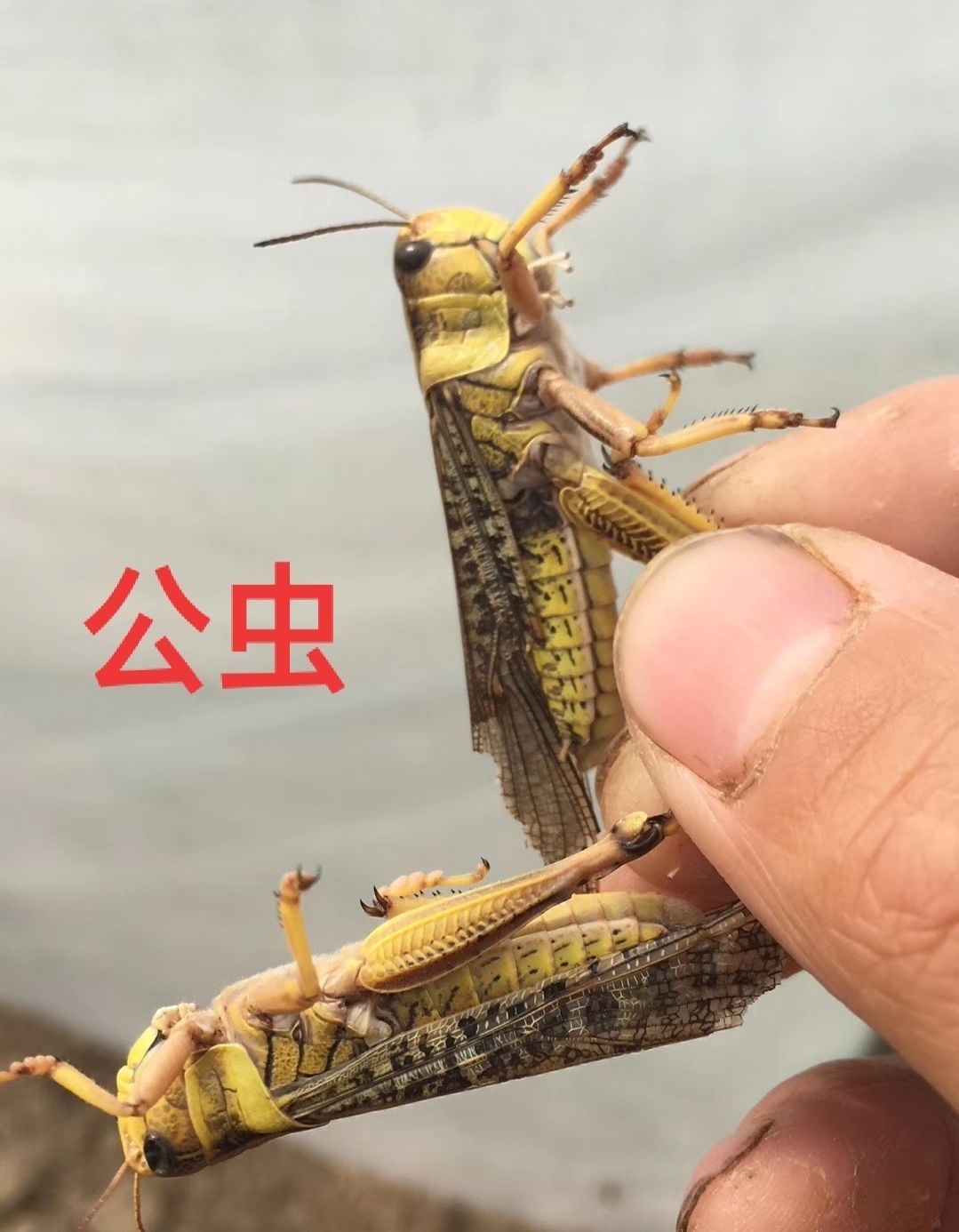 荣郁活体蝗虫活体蚂蚱活体蚱蜢 画眉鸟宠物食用活虫 活体发货 2-3厘米