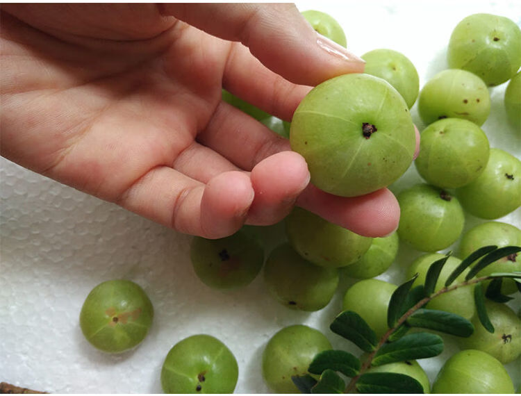 现货潮汕特产新鲜油柑子油甘果余甘果牛甘果回甘子余甘果500克1斤