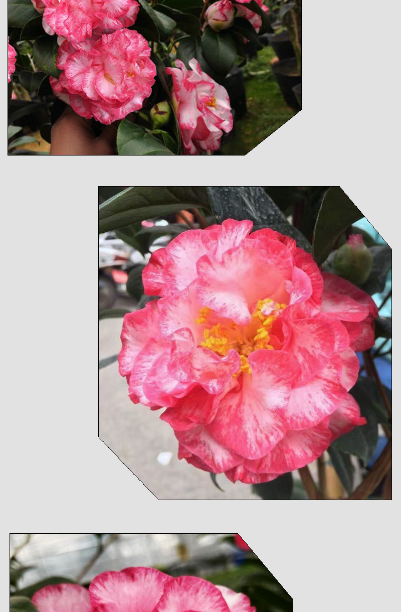 贝蒂山茶花稀有名贵品种水晶皇后办公室花卉盆栽阳台庭院植物 超级