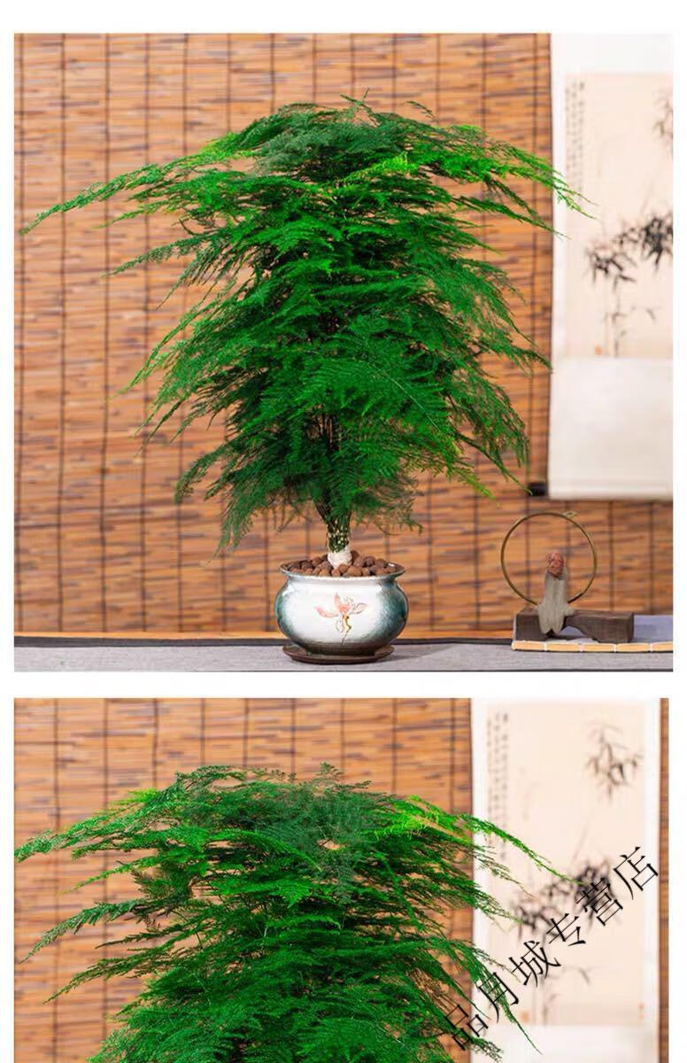 秋颖 【懒人自动吸水透明盆】 文竹【图片 价格 品牌 报价】-京