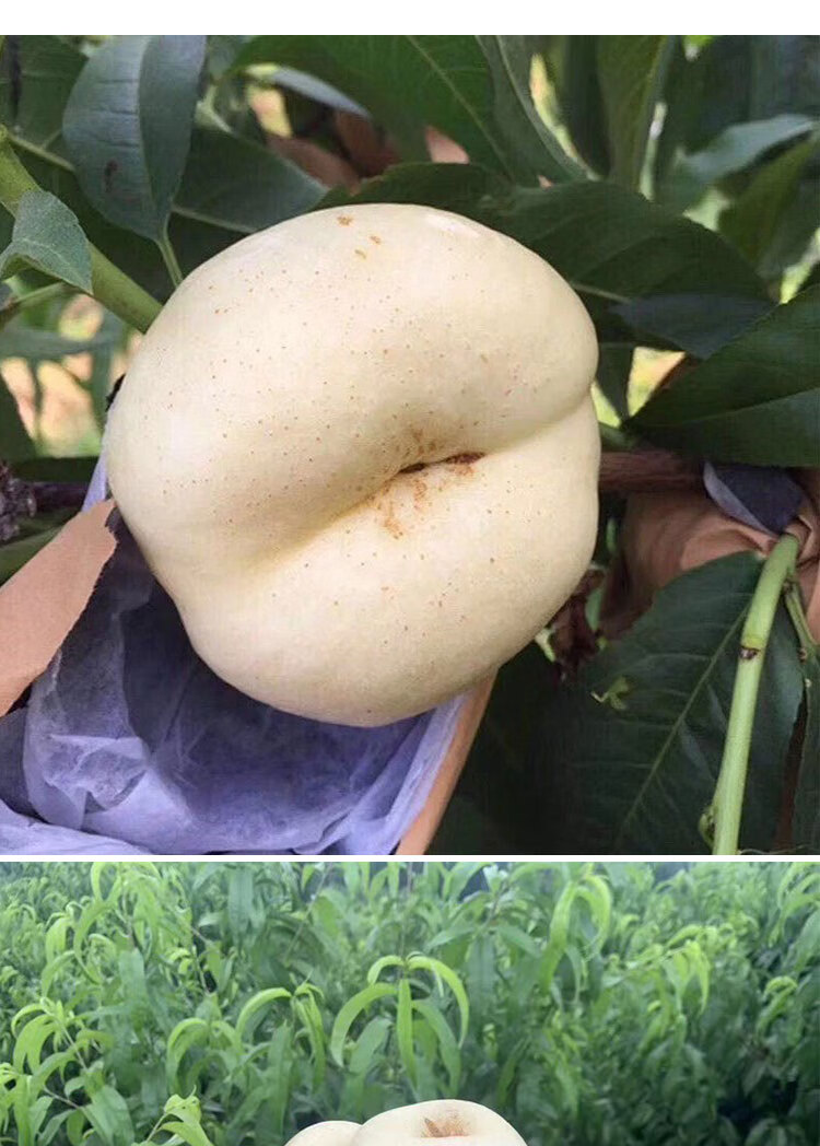 【jd顺丰-多地次日达】奶油白蟠桃新鲜水果当季整箱孕妇应季桃子新鲜