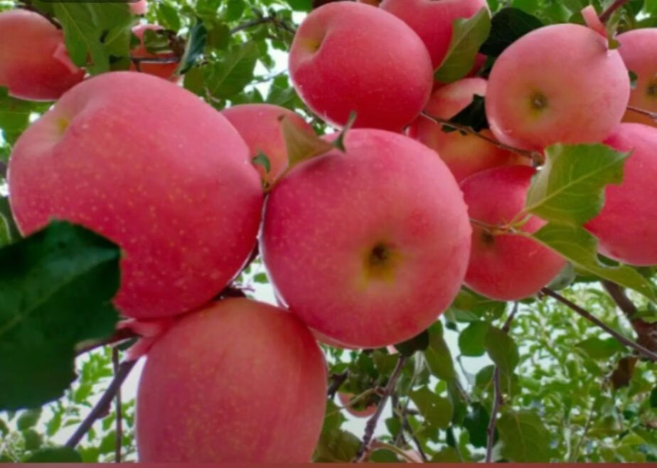 烟台富士全红苹果一级果二十斤普通箱装栖霞果园发货直销85果20斤装箱