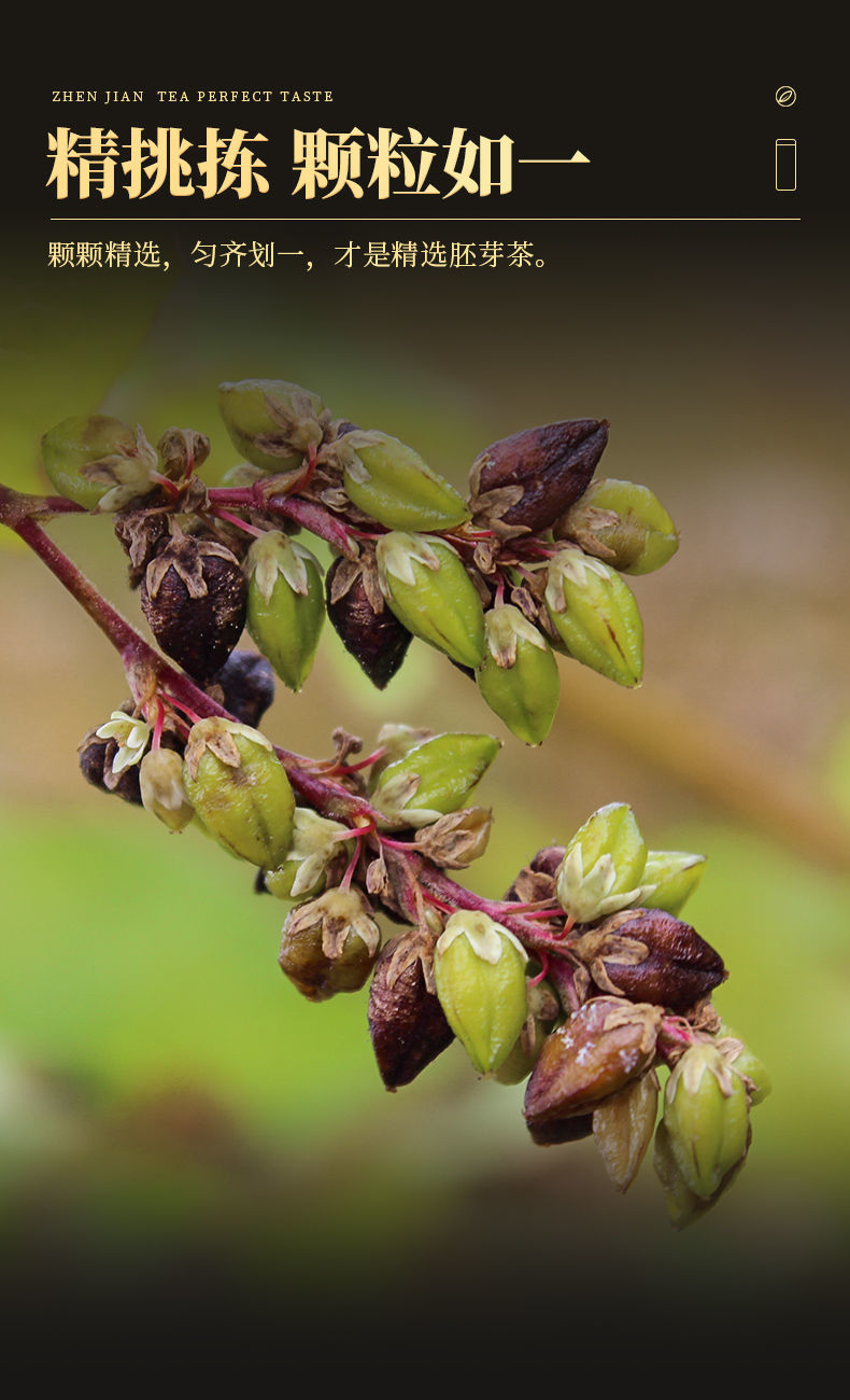 伟博黑苦荞茶四川大凉山非特级苦荞茶全胚芽茶浓香型荞麦茶大麦茶黑