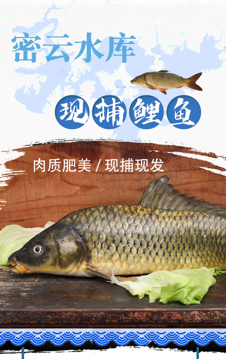 密之蓝天首都水源地密云水库鱼新鲜捕捞鲤鱼生鲜鱼类 水库鲤鱼6斤