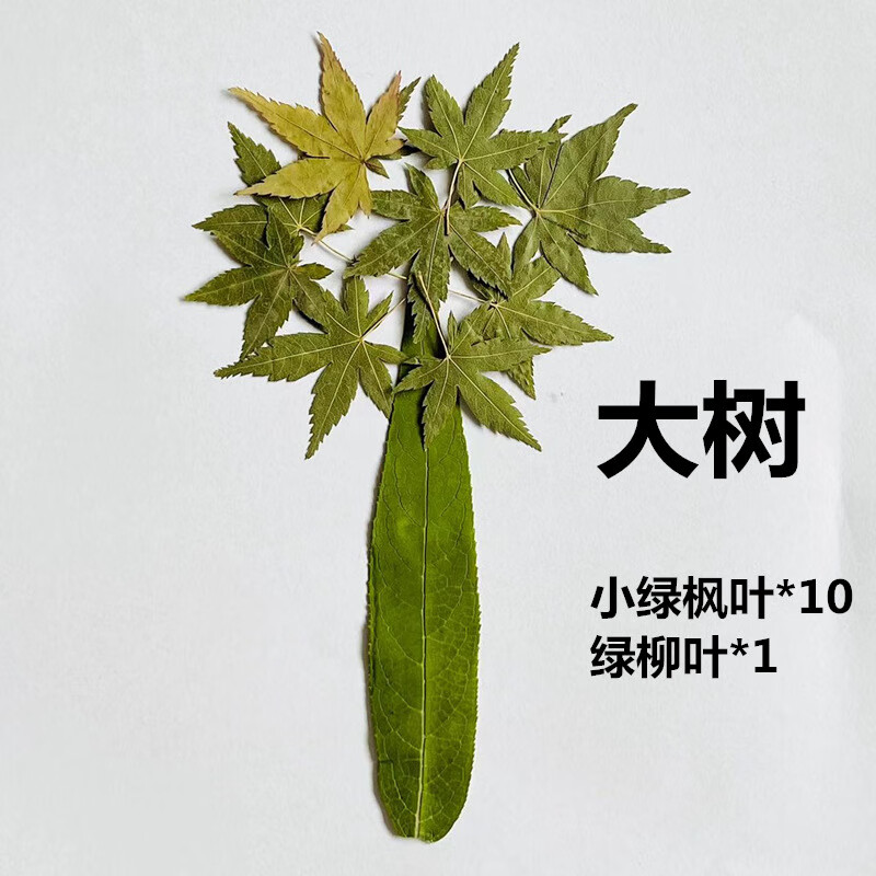 标本真树叶干花手工贴画成品小学生幼儿园diy材料包动物植物标本 大象