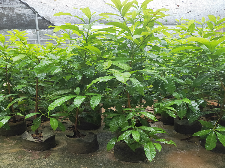 蝶遇 黄晶果苗冬蜜久蜜嫁接苗黄金果加蜜蛋黄果四季挂果盆栽美容地栽