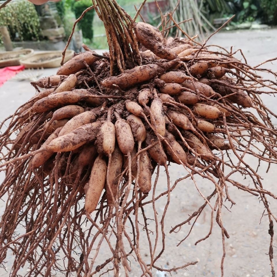 四川天冬草泡酒新鲜天门冬中材川天冬根新货大门冬根干货天冬100克