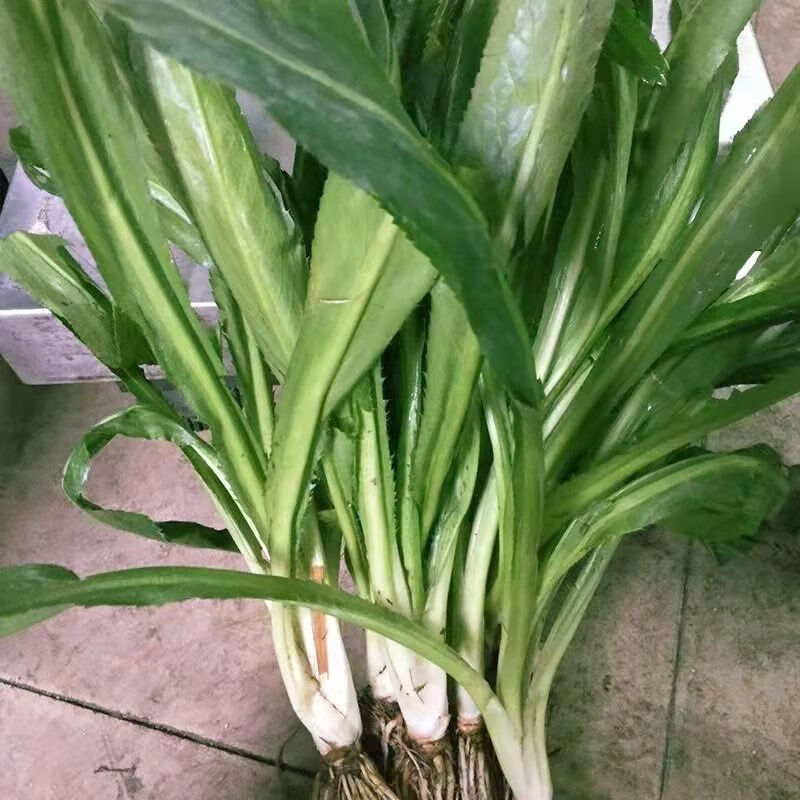 云南德宏特产老缅芫荽泰国香菜刺芫荽新鲜大叶芫荽蘸水早点辅料邮摘种